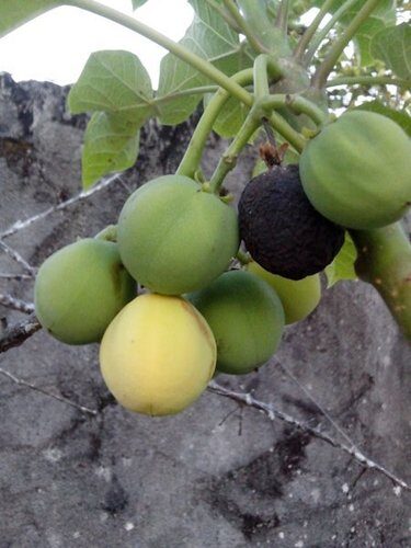 Jatropha curcas (Physic Nut) — photo