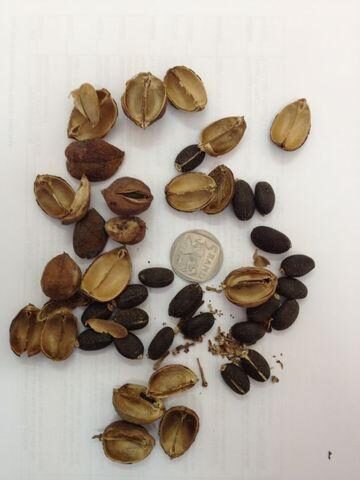 Jatropha curcas (Physic Nut) — photo