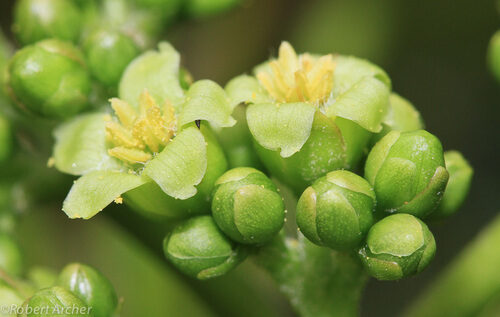 Jatropha curcas