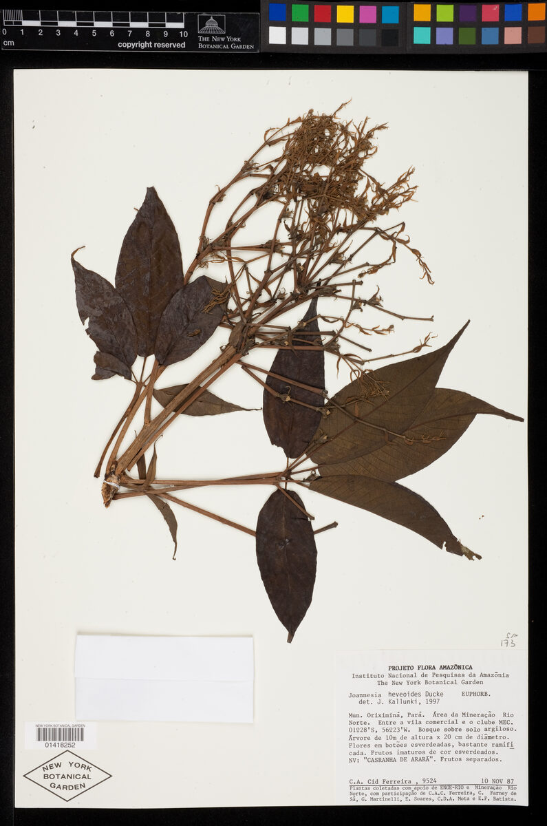 Joannesia heveoides — photo