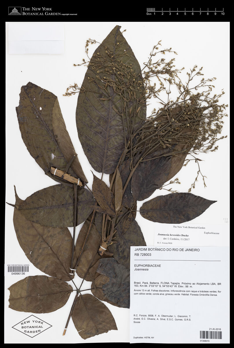 Joannesia heveoides