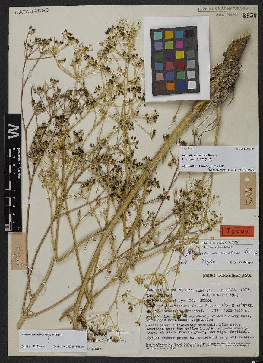 Johrenia aromatica