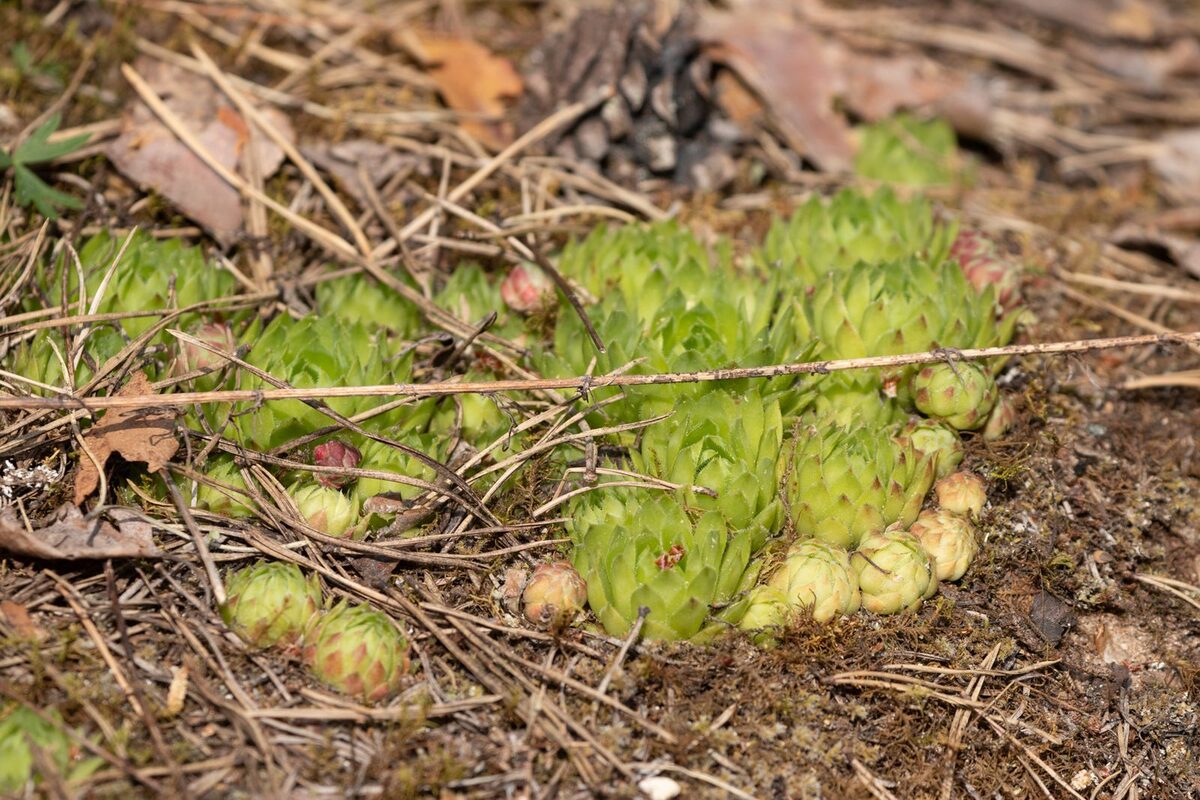 Jovibarba sobolifera - (Sims.)Opiz.
