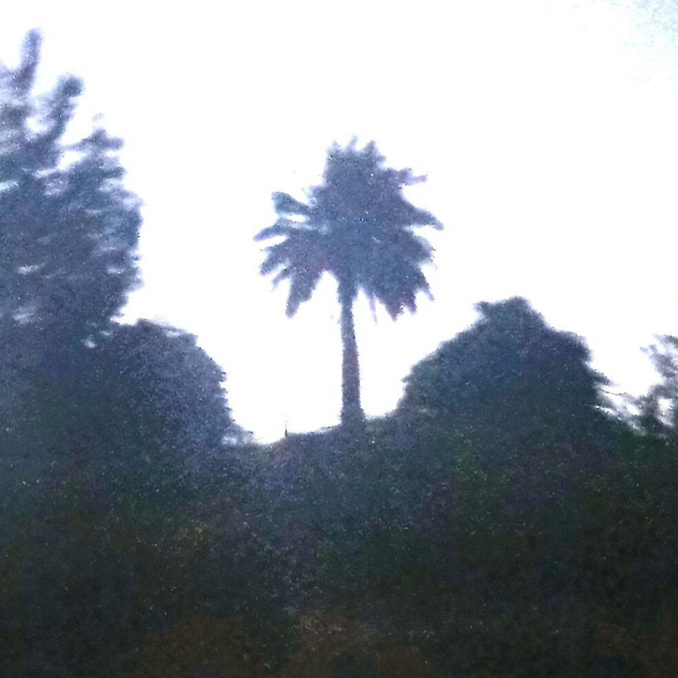 Jubaea chilensis - (Moll.)Baill. (Chilean Wine Palm) — photo