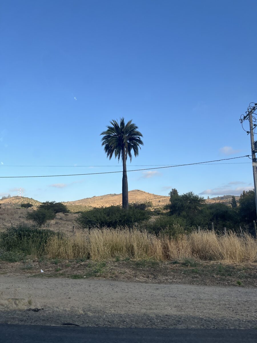 Jubaea chilensis - (Moll.)Baill. (Chilean Wine Palm) — photo