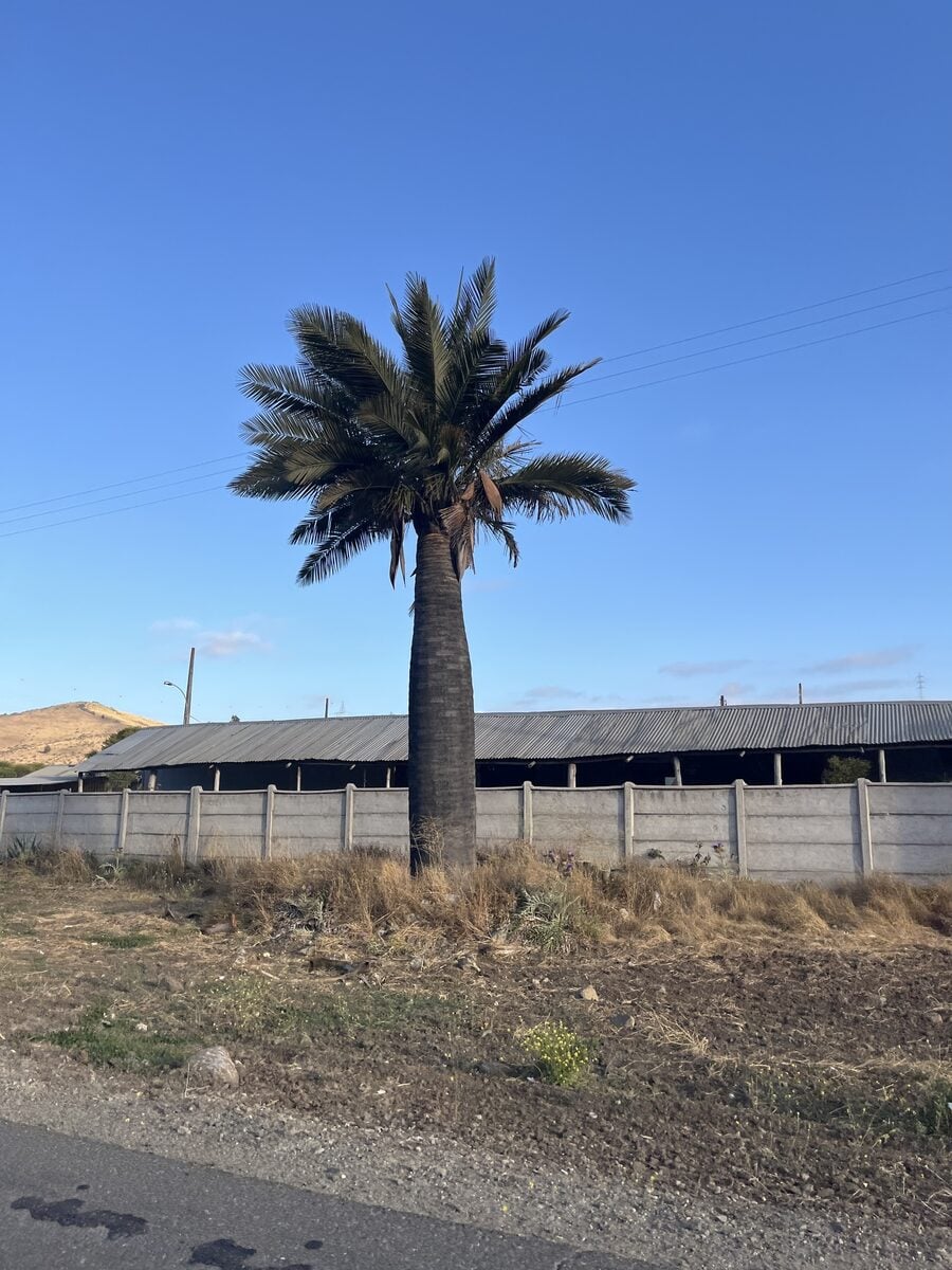 Jubaea chilensis - (Moll.)Baill.