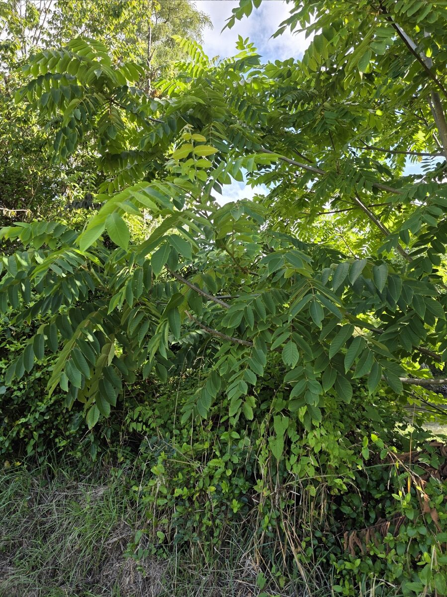 Juglans ailanthifolia (Japanese Walnut) — photo