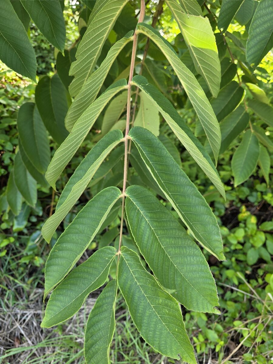Juglans ailanthifolia (Japanese Walnut) — photo