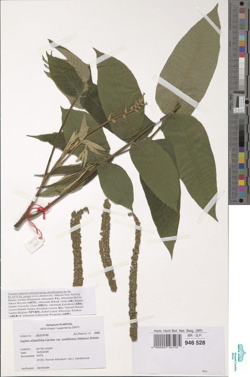 Juglans ailanthifolia cordiformis - (Makino.)Rehder. (Heartseed Walnut) — photo