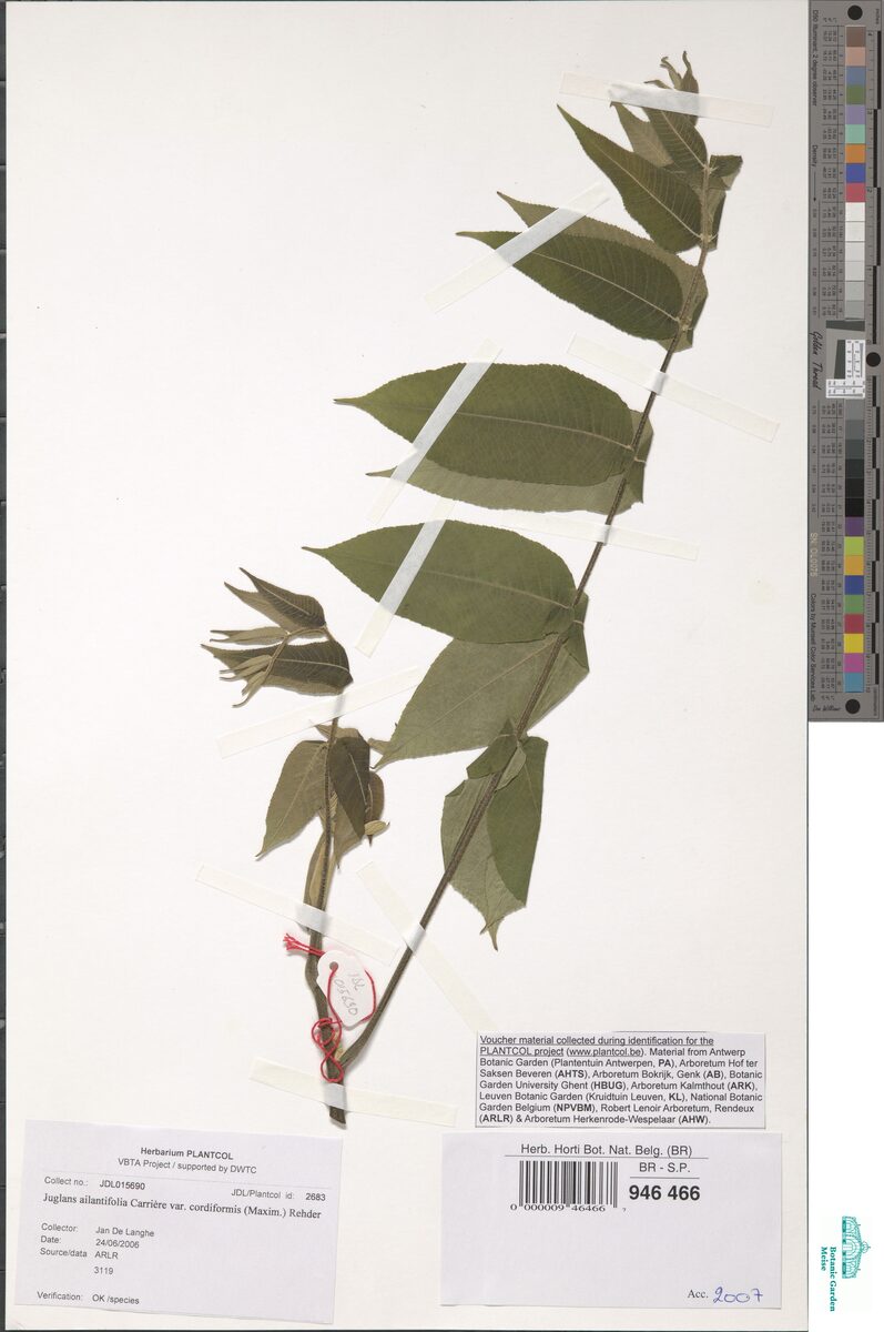 Juglans ailanthifolia cordiformis - (Makino.)Rehder. (Heartseed Walnut) — photo