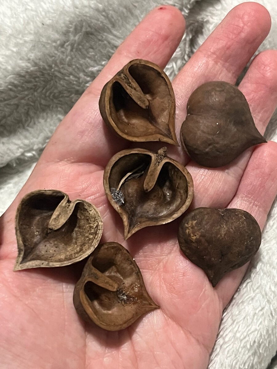 Juglans ailanthifolia cordiformis - (Makino.)Rehder.