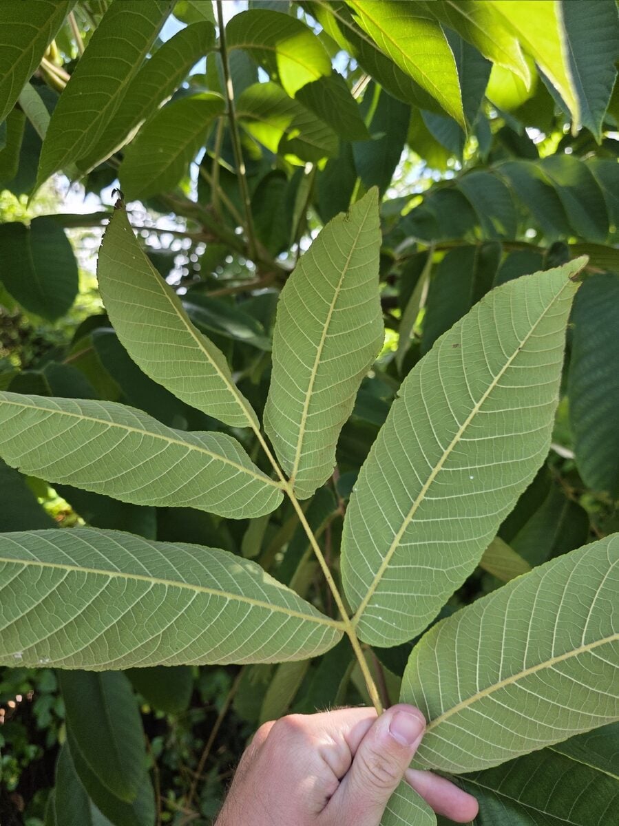 Juglans ailanthifolia