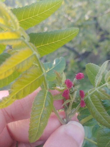 Juglans californica (California Walnut) — photo