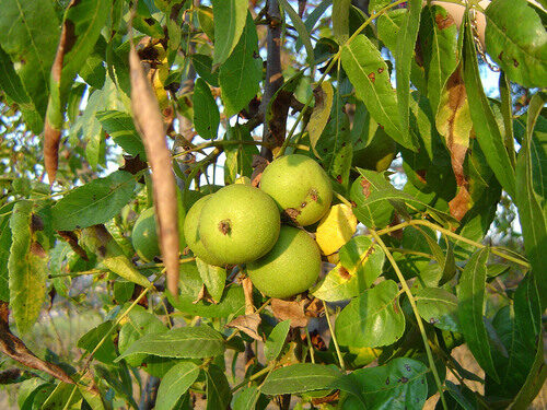 Juglans californica (California Walnut) — photo