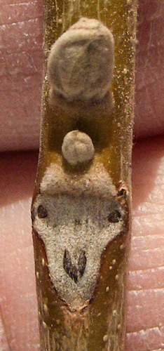 Juglans cinerea (Butternut - White Walnut) — photo
