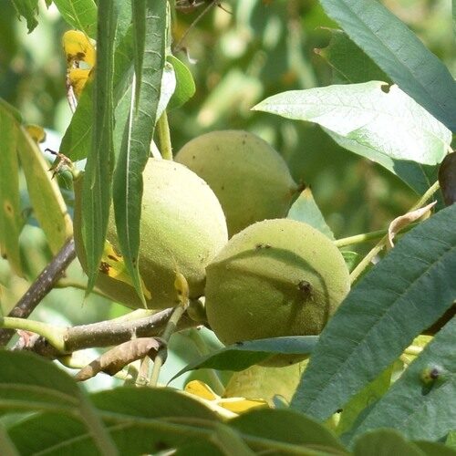 Juglans hindsii (Hind's Black Walnut) — photo