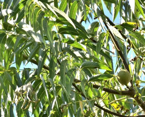 Juglans hindsii (Hind's Black Walnut) — photo
