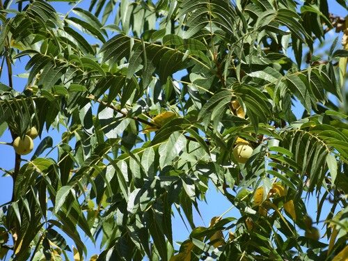Juglans hindsii