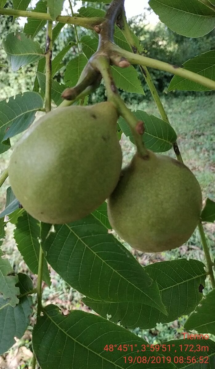 Juglans intermedia (Hind's Black Walnut) — photo