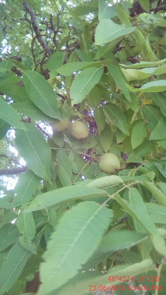 Juglans intermedia (Hind's Black Walnut) — photo