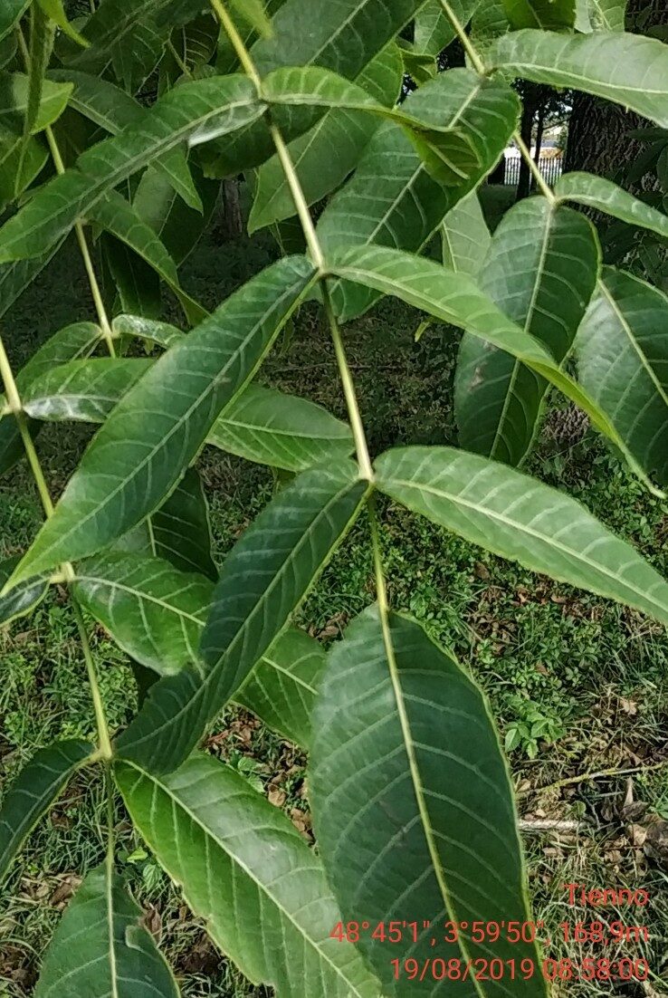 Juglans intermedia