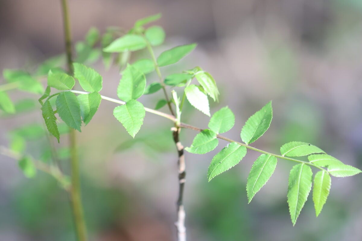 Juglans major - (Torr.)Heller. (Arizona Walnut) — photo