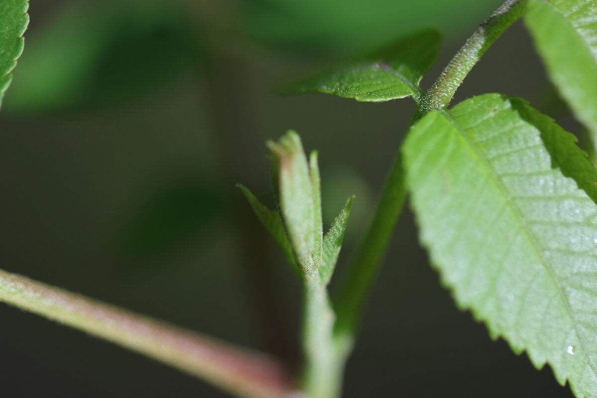 Juglans major - (Torr.)Heller.