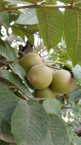 Juglans neotropica (Andean Walnut) — photo