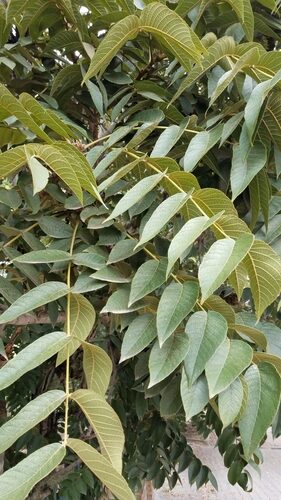 Juglans neotropica (Andean Walnut) — photo