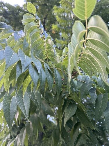 Juglans nigra (Black Walnut) — photo