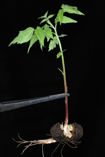 Juglans nigra (Black Walnut) — photo