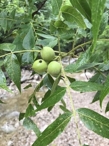 Juglans nigra