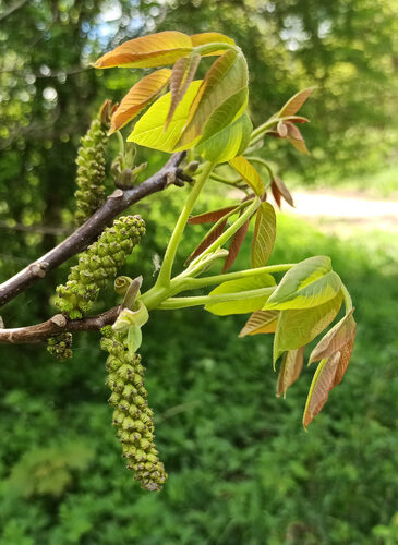 Juglans regia (Walnut) — photo