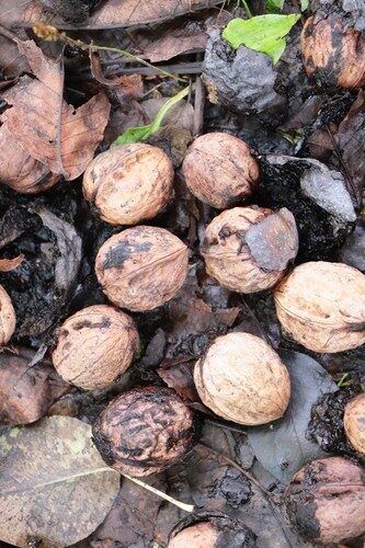 Juglans regia (Walnut) — photo