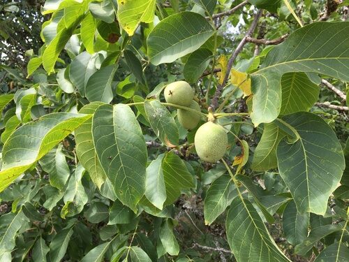 Walnut