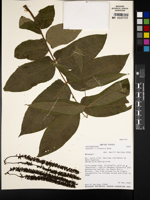 Juglans sinensis - (DC.)Dode. — photo