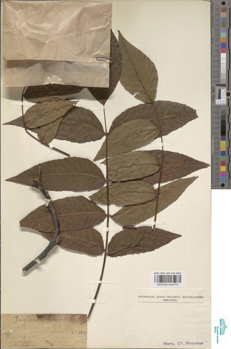 Juglans sinensis - (DC.)Dode. — photo