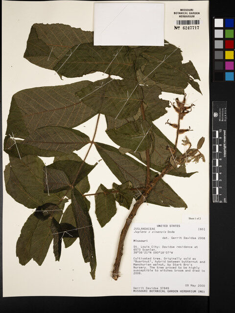 Juglans sinensis - (DC.)Dode.