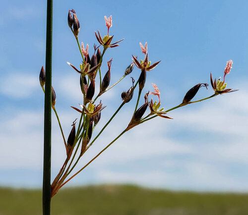Juncus balticus (Baltic Rush) — photo