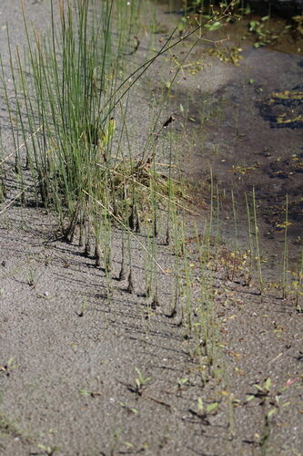 Juncus balticus (Baltic Rush) — photo