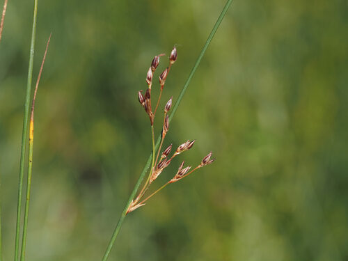Juncus balticus