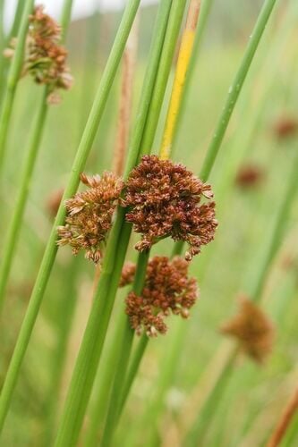Juncus effusus (Soft Rush) — photo