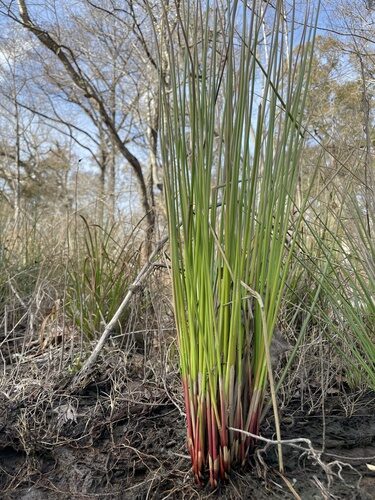 Juncus effusus (Soft Rush) — photo