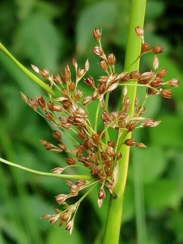 Juncus effusus