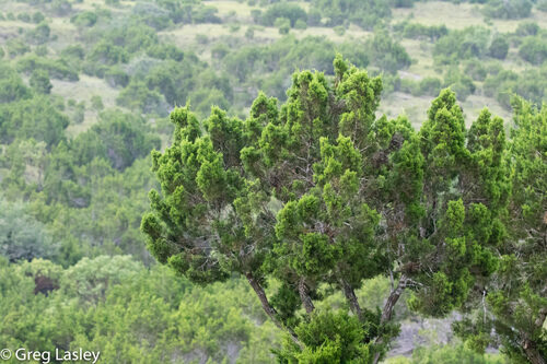 Juniperus ashei (Ashe Juniper) — photo