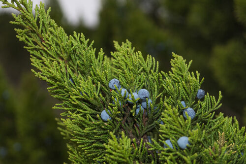 Juniperus ashei