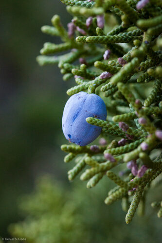 Juniperus californica (Californian Juniper) — photo