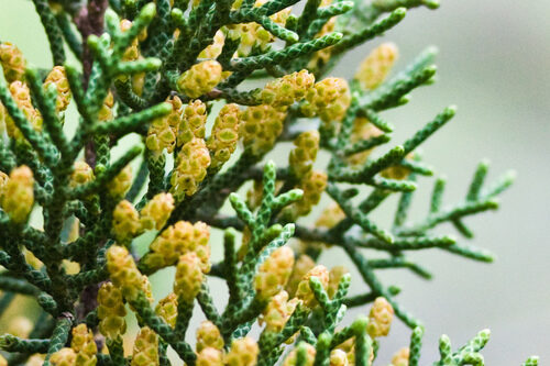 Juniperus californica (Californian Juniper) — photo