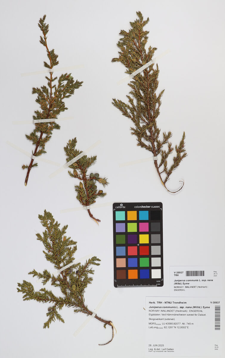 Juniperus communis nana (Juniper) — photo