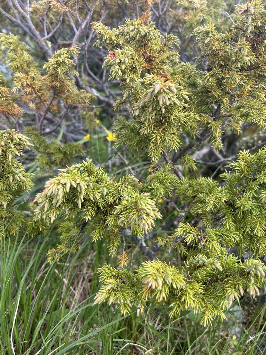 Juniperus communis nana (Juniper) — photo
